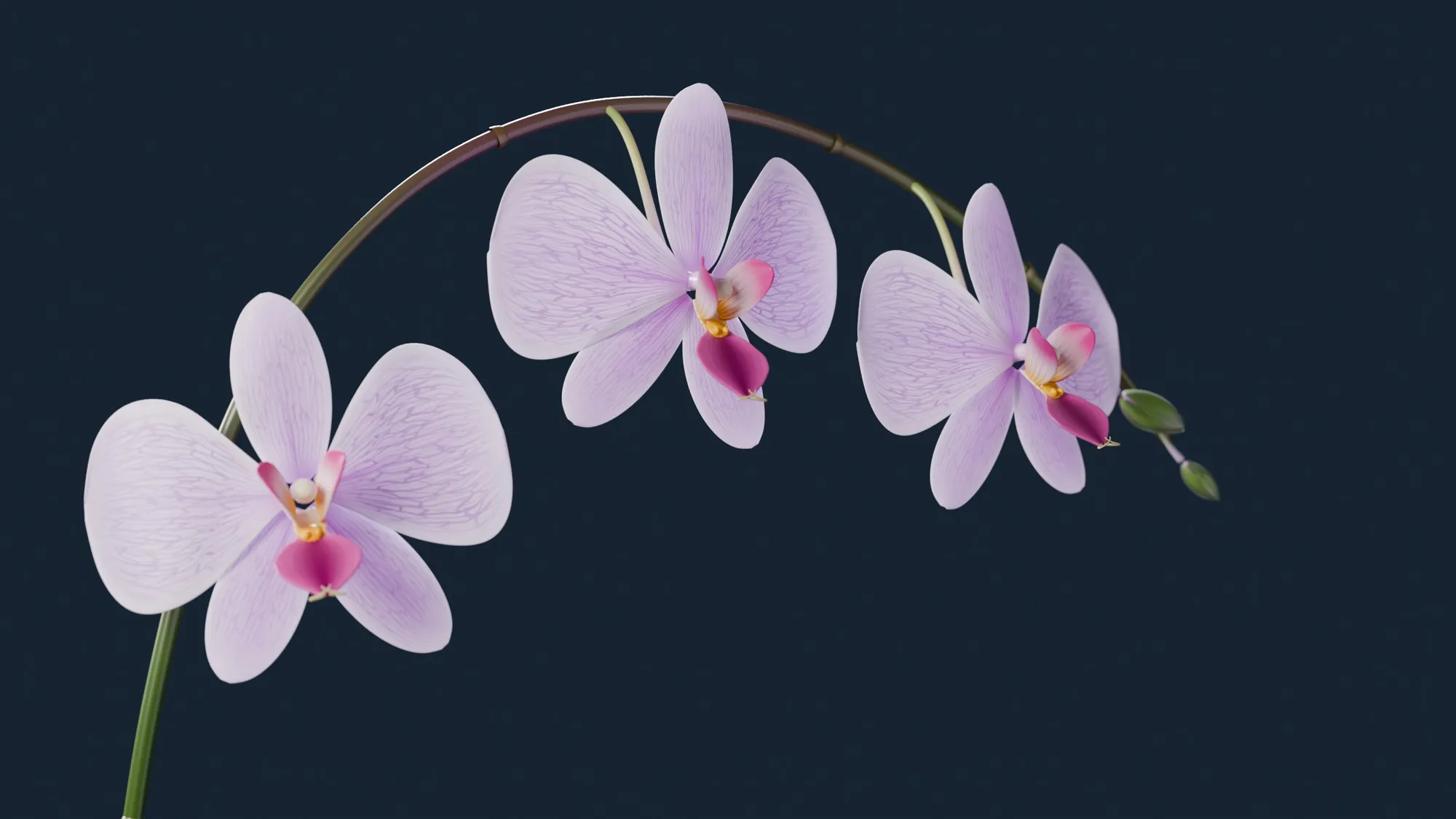 The flower spike: three open flowers and two buds